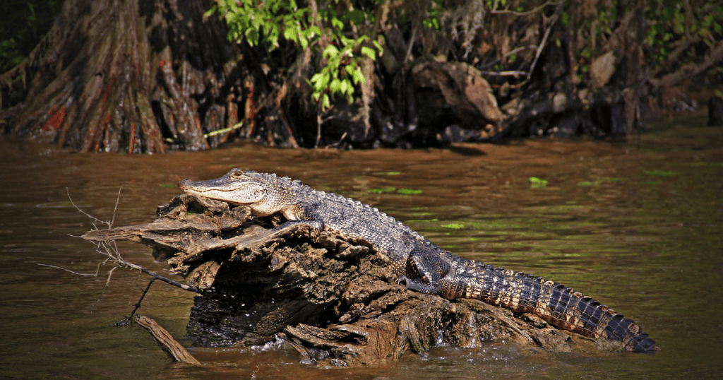 outdoor gator watching florida activities